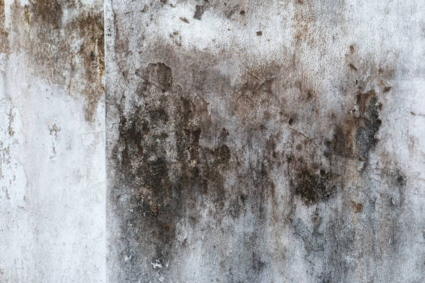 Best Dehumidification Services  in Cassville, WV