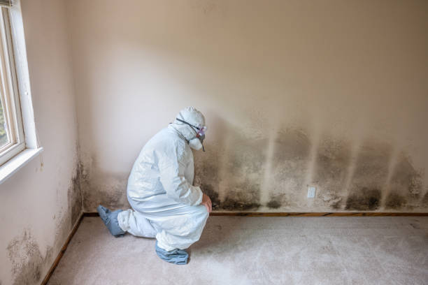 Best Environmental Consulting for Mold Prevention  in Cassville, WV