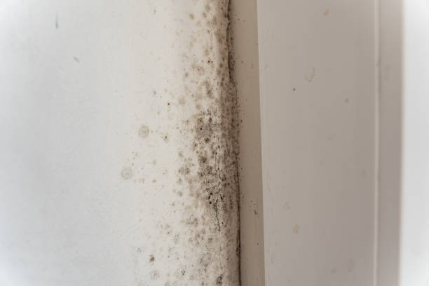 Trusted Cassville, WV Mold Removal Experts