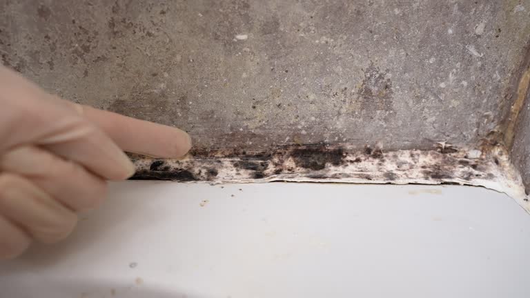 Best Mold Damage Restoration  in Cassville, WV