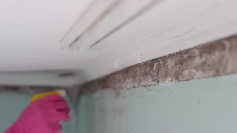 Best Emergency Mold Remediation  in Cassville, WV